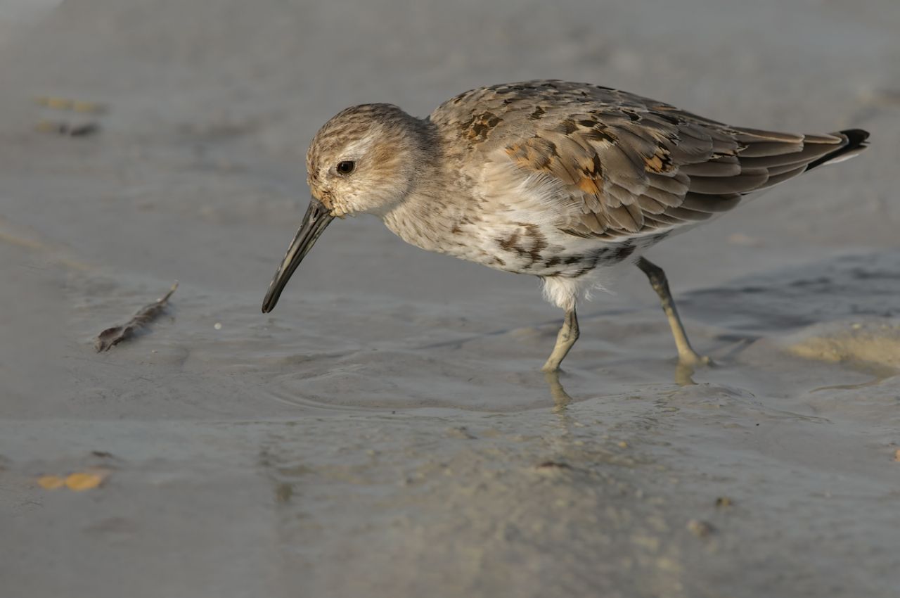 Piovanello pancianera (Calidris alpina)